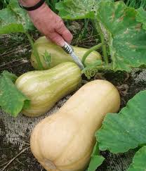 10 Helpful Tips To Growing Summer And Winter Squashes Like Butternut Spaghetti And Zucchini Squash Growing Vegetables Growing Squash Gardening Tips