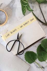 Create a gap in the gravel with your finger. How To Ship Plant Cuttings The Complete Guide Dossier Blog