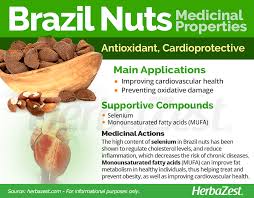 They're also used in various processed forms such as pastries, gruels, breads and flour and ice creams. Brazil Nut Herbazest