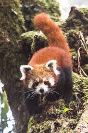 Pin On Red Pandas Save Them