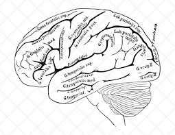 This Item Is Unavailable Anatomy Coloring Book Heart Coloring Pages Brain Illustration