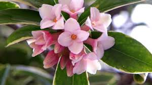 Choose smaller lavender varieties for indoors. 10 Best Flower Grows In Winter Indoors Rayagarden