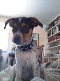 Our Sweet Goulet Blue Heeler Jack Russell Mix Jack Russell Mix Pitbull Terrier Chi Dog