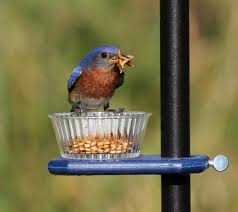 Vogelfutter Selber Machen Im Winter Rezepte Ideen Vogelfutter Selber Machen Futterhaus Blauer Vogel