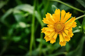 Image result for Centemopsis