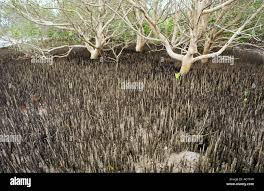 Image result for Avicennia marina