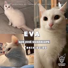 Animal Hope Costa Rica