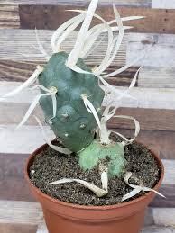 My paper spine cactus (tephrocactus articulatus var. 4 Live Paper Spine Cactus Tephrocactus Articulatus Etsy Cactus Cactus Plants Purple Succulents