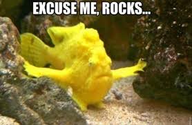 Image result for funny fish