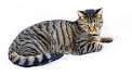 8 Cat Breeds That Resemble Tigers, Leopards and Other Wild ...
