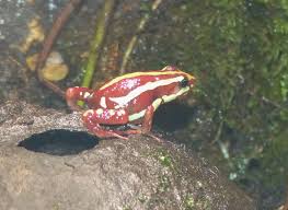 Le parc animalier biotropica à val de reuil en normandie vous fait découvrir sa serre zoologique : Xkywzbldv9mucm