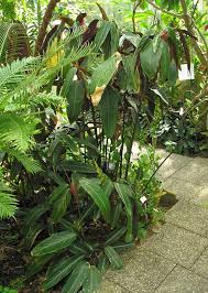 Im herzen der stadt lädt der botanische garten dresden dazu ein, die welt der pflanzen zu entdecken. File Stromanthe Sanguinea Botanischer Garten Tu Dresden April 2009 Jpg Wikipedia