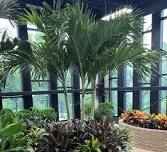 Image result for Adonidia