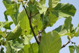 Image result for Mitragyna stipulosa