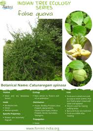 Image result for Catunaregam