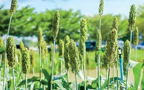 Image result for Sorghum