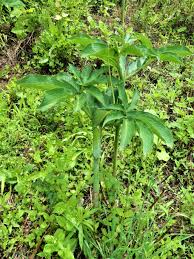 Image result for Arisaema