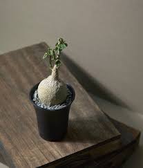 Image result for Pyrenacantha kaurabassana