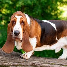 Image result for basset hound