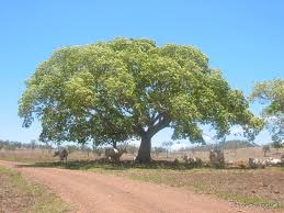 Image result for Albizia lebbeck