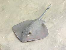 Fauci, before you go i want you to weigh in on joe rogan.how frustrating is it for you for this misinformation to continue to. Southern Stingray Wikipedia