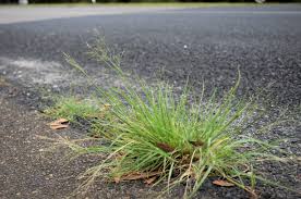 Image result for Eragrostis tenuifolia