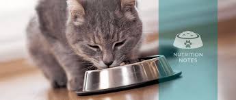 The health of your cat is very important and becomes even more of a challenge when your feline friend is diagnosed with diabetes. Over The Counter Diabetic Cat Food Online