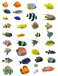 Fishes Group Of Fishes On A White Background Affiliate Group Fishes Fishes Background White Ad In 2021 Fish Background Underwater Animals Animals