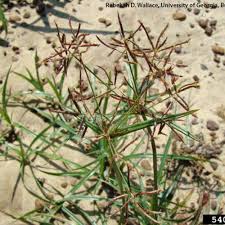 Image result for Cyperus ruwenzoriensis
