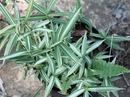 Image result for Pleioblastus fortunei