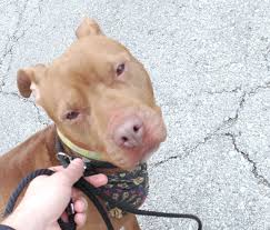 All other requests will be denied. Service Spotlight With Kc Pet Project Uncover Kc
