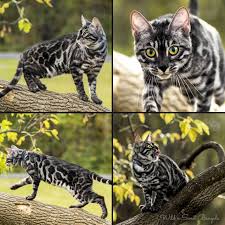 Bengal coats also come in a marbled pattern. Discover Our Breeding Bengal Cats Wild Sweet Bengals