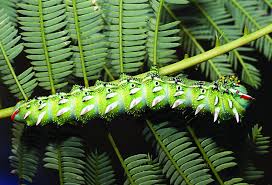 Image result for Elephantorrhiza suffruticosa