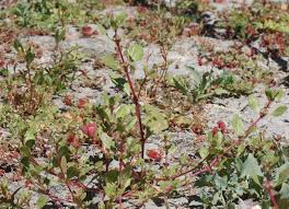 Image result for Bergia