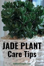 Jade Plant Care Guide How To Grow Beautiful Jade Plants Trillium Living Jade Plant Care Jade Plants Jade Plant Care Tips