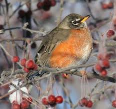 Big Black And White Bird With Yellow Beak Nick Saunders Aberdeen Saskatchewan January 2008 American Robin American Robin Bird Robin Bird