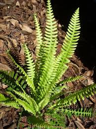 Image result for Blechnum punctulatum