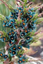 Quais Sao Algumas Suculentas Naturalmente Azuis Quora In 2020 Pflanzen Ungewohnliche Blumen Garten Design