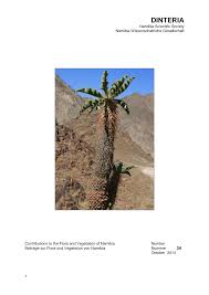 Image result for Corbichonia rubriviolacea