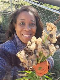 Ginger and purple sweet potato harvest tips