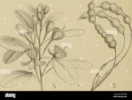 Image result for Maerua nervosa