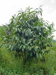 Image result for Lepidotrichilia volkensii