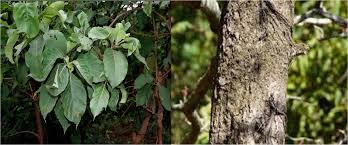 Image result for Hymenodictyon