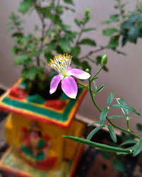 Flower In 2020 Ancient Temples Mobile Photography Flowers