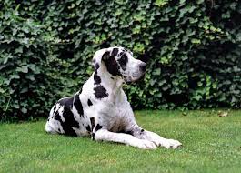 These giant working dogs are characterized by the following physical features harlequin: An In Depth Look Into The Beauty Of A Harlequin Great Dane