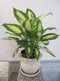 Image result for dieffenbachia flower
