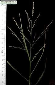 Image result for Panicum repens