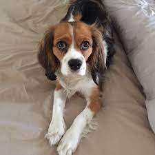 Beaglier Beagle Cavalier King Charles Spaniel Mix Cavalier King Charles Spaniel King Charles Dog Cavalier King Charles
