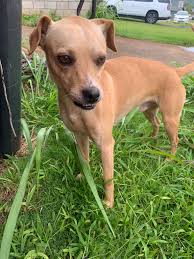 Home for dog at Hochatown Coffee Central?