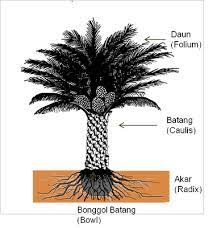 Ada dua jenis bentuk kedudukan lai daun dalam elaeis oleifera. Lukisan Pokok Kelapa Sawit Cikimm Com